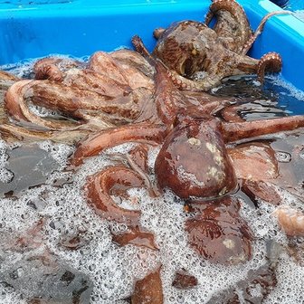 남도미향 산지직송 고흥 생물 돌문어 1kg(1미)