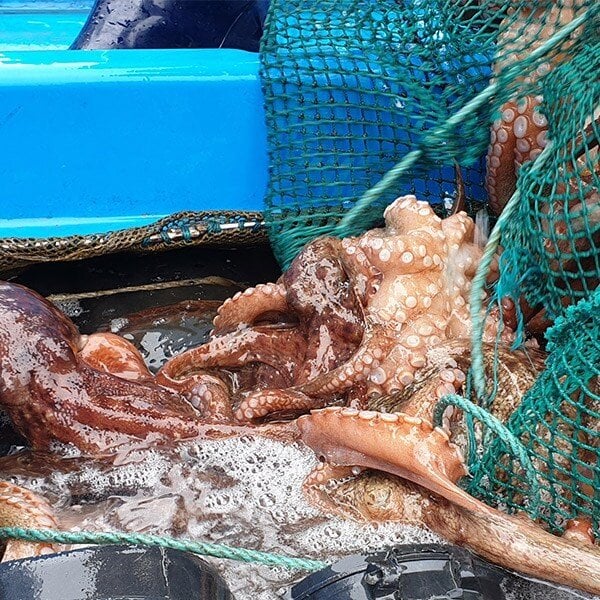 산지직송 고흥 생물 돌문어 1kg(1미)