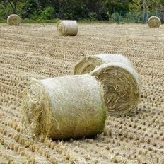 농장 풀사료 번식우 소먹이 사료배합 곤포