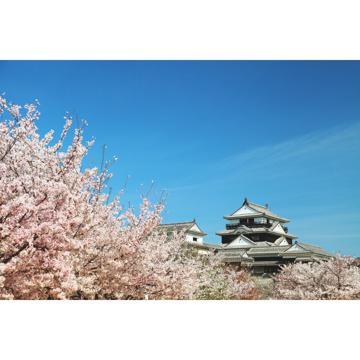 확대된 대표 https://media.eoding.com/media/travelagent/205/imagecontent/마쓰야마성.jpg