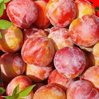 팜쿡 의성 새콤달콤 자두 대석/로얄/후무사/도담/추희 3kg 대