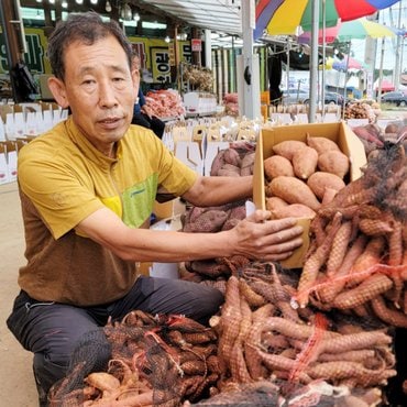 친환경팔도 태안 안면도 햇 호박고구마(한입) 5kg