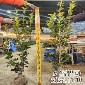 목서나무 묘목 은목서나무 (H1.0전후)분