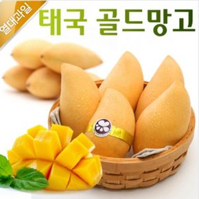 태국 골드 망고 5kg(12-16과)