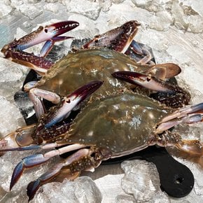 26년 국내산 가을 제철 활 숫꽃게 살이 꽉 찬 국내산 생물 꽃게 2kg 3kg