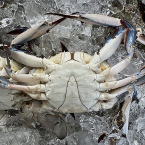26년 국내산 가을 제철 활 숫꽃게 살이 꽉 찬 국내산 생물 꽃게 2kg 3kg
