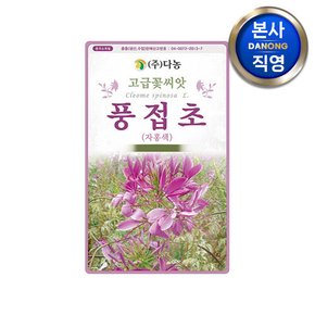 풍접초 자홍색 씨앗 0.5g(200립) . 족두리꽃 백화채 클레오메 꽃씨 종자