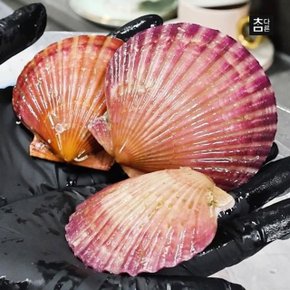 참다른 통영직송 쫄깃 달큰 홍가리비 2kg(46미내외) / 빙장포장