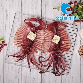 촉촉한 반건조 오징어 1.2kg / 10마리
