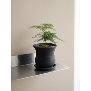 미니 아스파라거스 나누스 블랙 Terra Nori Clay Pot