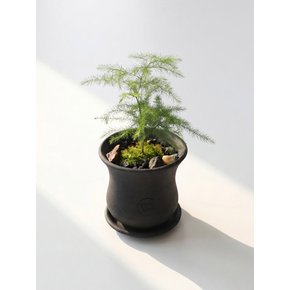 미니 아스파라거스 나누스 블랙 Terra Nori Clay Pot