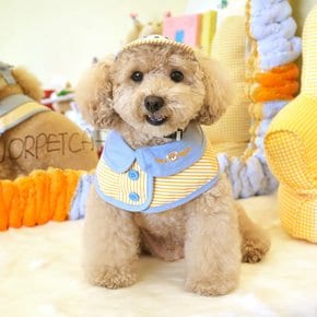 베어케이프 & 볼캡세트 우리 댕댕이 여름 산책시 필수품