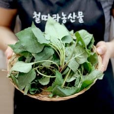 철따라농산물 하동 지리산 햇 산 취나물 1kg