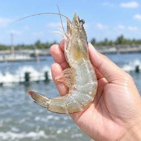 산지직송 제철 국내산 활 흰다리새우 생새우 1kg