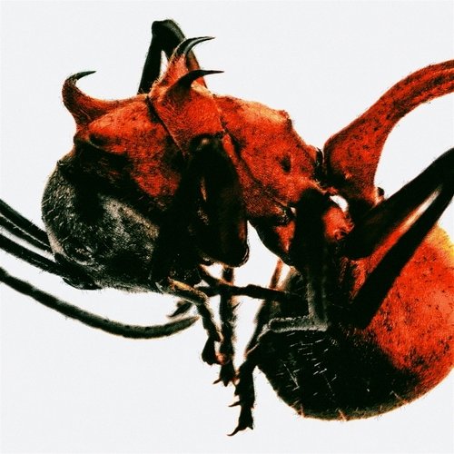 [CD]Qm - 개미 / Qm - Ant  {05/10발매}