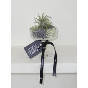 틸란드시아 이오난사 (Tillandsia ionantha) 유리 고블렛