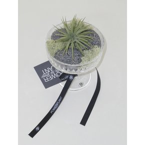 틸란드시아 이오난사 (Tillandsia ionantha) 유리 고블렛