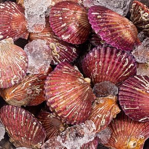 [당일조업] 쫄깃탱글달큰 국내산 제철 홍가리비 3kg (60미내외)