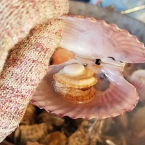 [당일조업] 쫄깃탱글달큰 국내산 제철 홍가리비 3kg (60미내외)