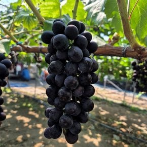 산지직송 국내산 껍질째먹는 씨없는 고당도 메가블랙 포도 2kg 3-5송이 화남농원