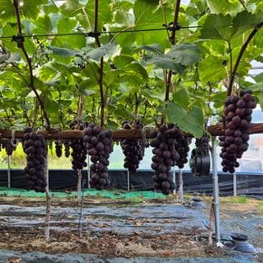 산지직송 국내산 껍질째먹는 씨없는 고당도 메가블랙 포도 2kg 3-5송이 화남농원