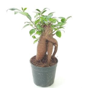 인삼고무나무(소) 실내공기정화식물 공기청정식물
