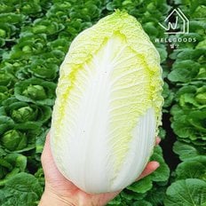 국내산 신선아삭한 알배기 쌈배추 1.8kg(450gx4통,상)