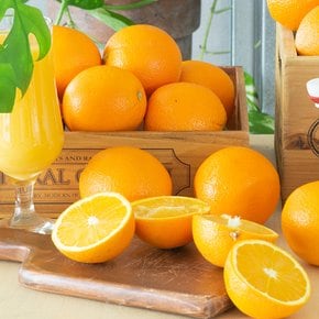 네이블 오렌지 10입 (특대과300g내외 56과)