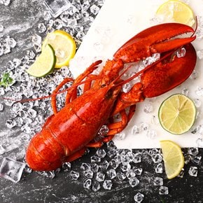 [냉동] [캐나다] 바이킹마켓 자숙랍스터 450g (1미)