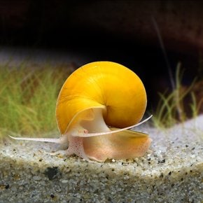 달팽이)애플 스네일 4마리-수족관 청소 관상용 애완