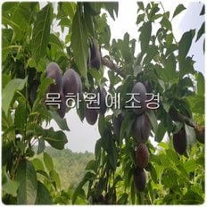 자두나무 바이오체리나무 묘목(접1년특묘)