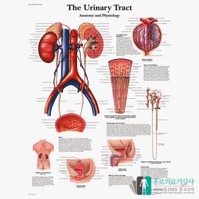 3B Scientific 비뇨기 배뇨 인체해부차트 VR1514 The Urinary Tract 요로병리 병원액자