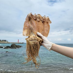 신선씨푸드 국내산 구룡포 건조오징어 10마리 600g(1봉) 당일바리 마른오징어