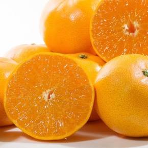 제주직송 천혜향 선물세트 1.5kg (소과/10-12과)