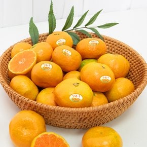제주감귤농협 제주 황금알 하우스감귤 로얄과 2.5kg