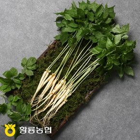 [9/10 오전8시 결제 건까지 명절전배송] [장성황룡농협] 산지직송 새싹삼 100뿌리(보통)