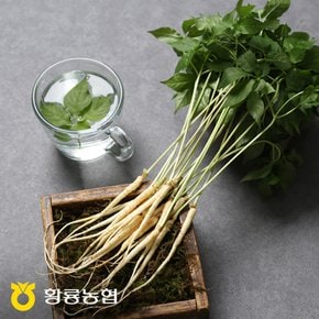 [9/10 오전8시 결제 건까지 명절전배송] [장성황룡농협] 산지직송 새싹삼 100뿌리(보통)