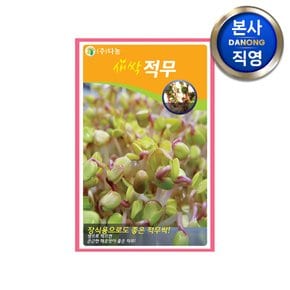 새싹 적무 씨앗 12g .친환경 무소독 무농약 무순 무싹 채소 수경 재배 씨 종자