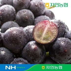 [농협] 거봉1.5kg(2수/650g이상)