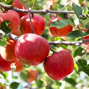 [인정한과일] 인정가득 하루 한 사과 / 주스용 갈아먹는 중소과 5kg (17-23과내)