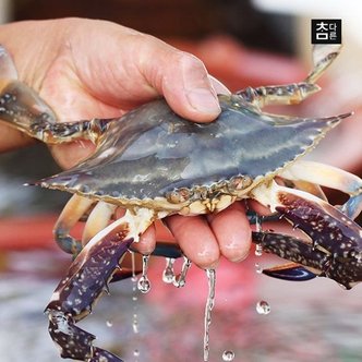  참다른 국내산 활 꽃게 1kg(2-4미내외) / 빙장포장