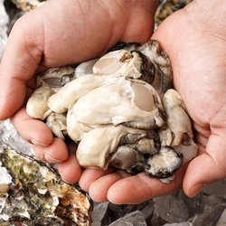 산지직송 홍가리비 1kg