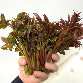 포미식탁 국내산 참죽나무 가죽순 봄나물 가죽나물 2kg