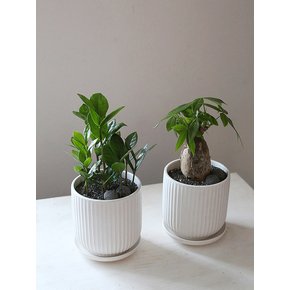 파키라 Porcelain Veil 도자기 화분(m)