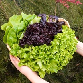 [전라도 청년] 친환경 유러피안 샐러드 모듬 쌈채소 1kg
