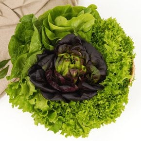 [전라도 청년] 친환경 유러피안 샐러드 모듬 쌈채소 1kg