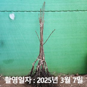 착한가격 나무생각 / 감나무 / 부유단감 / 접목1년 / 1등묘
