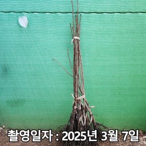 착한가격 나무생각 / 감나무 / 부유단감 / 접목1년 / 1등묘