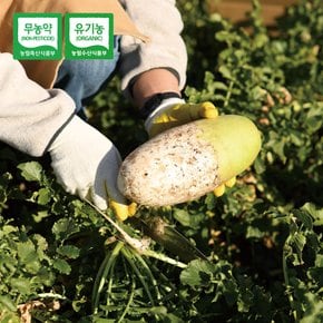 제주 유기농 무 3kg