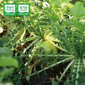 제주 유기농 무 3kg